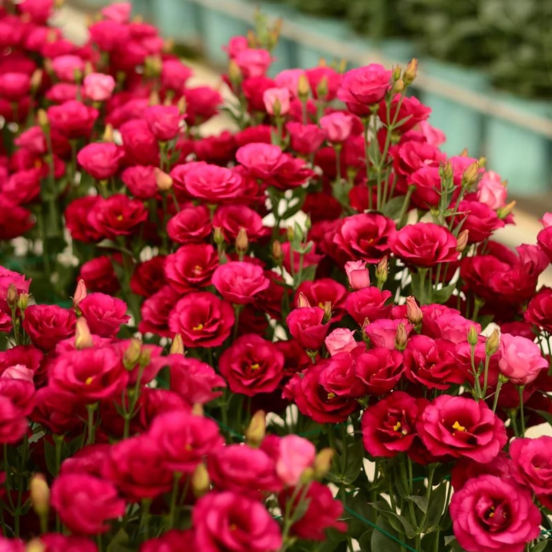 BloomHaven - Elegant Thornless Rose Seeds