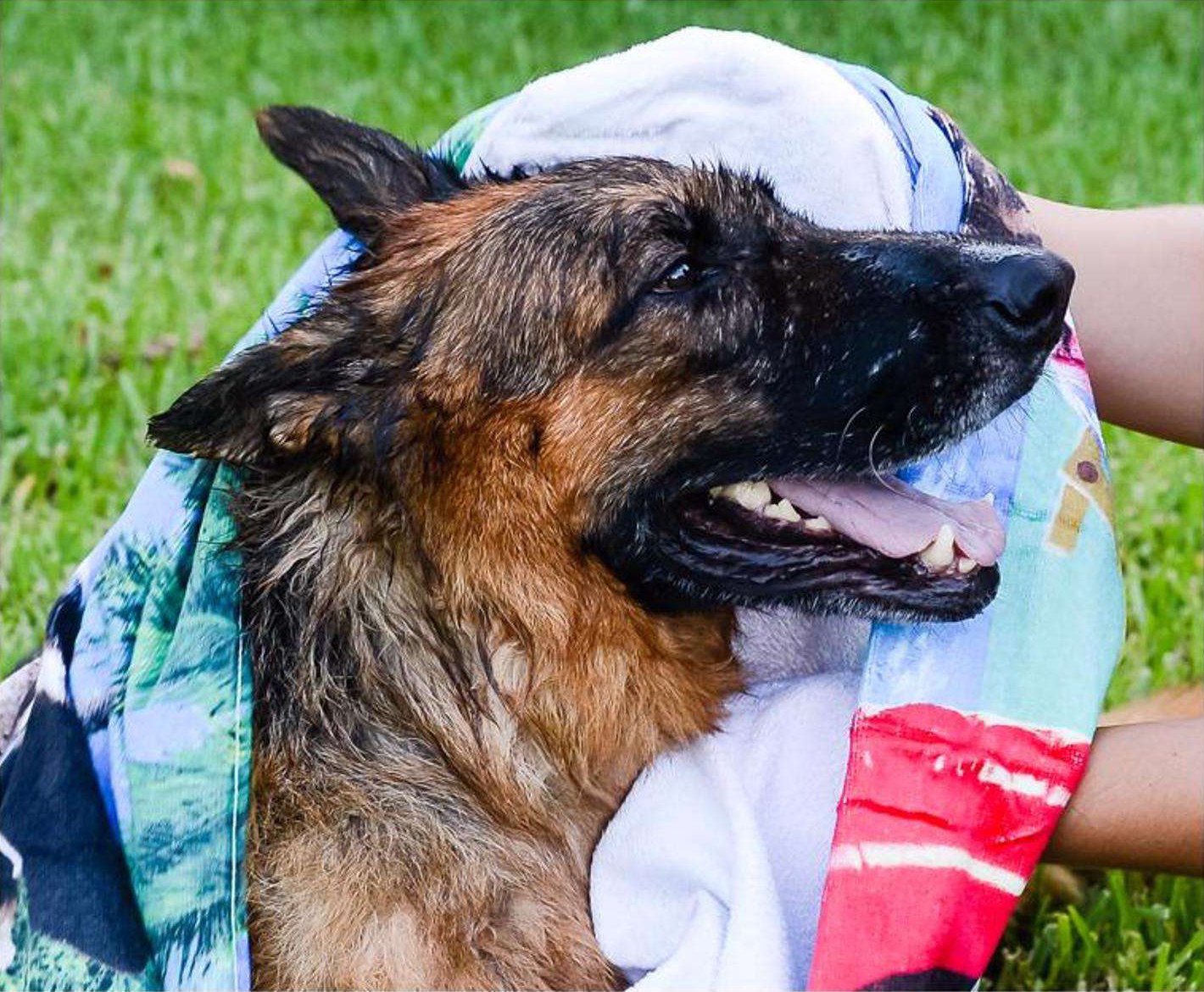 FurGlow – Hypoallergenic Pet Bath Wipes