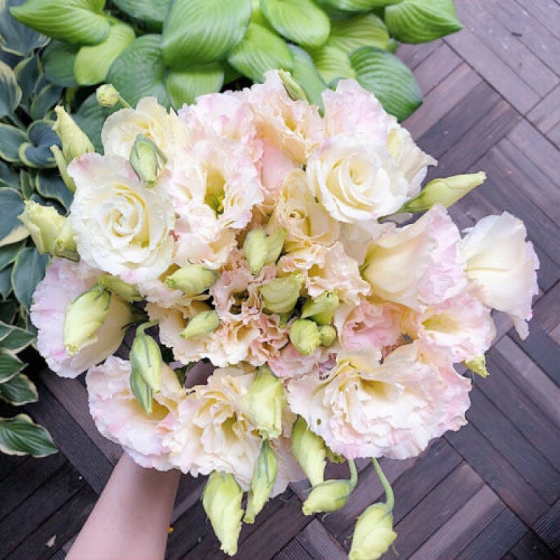 BloomHaven - Elegant Thornless Rose Seeds