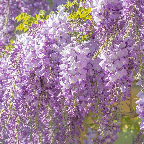 GraceVine – Wisteria’s Endless Floral Elegance