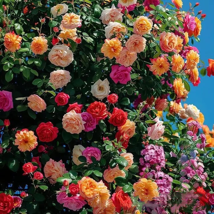 BloomVine – Climbing Rose Flower Seeds