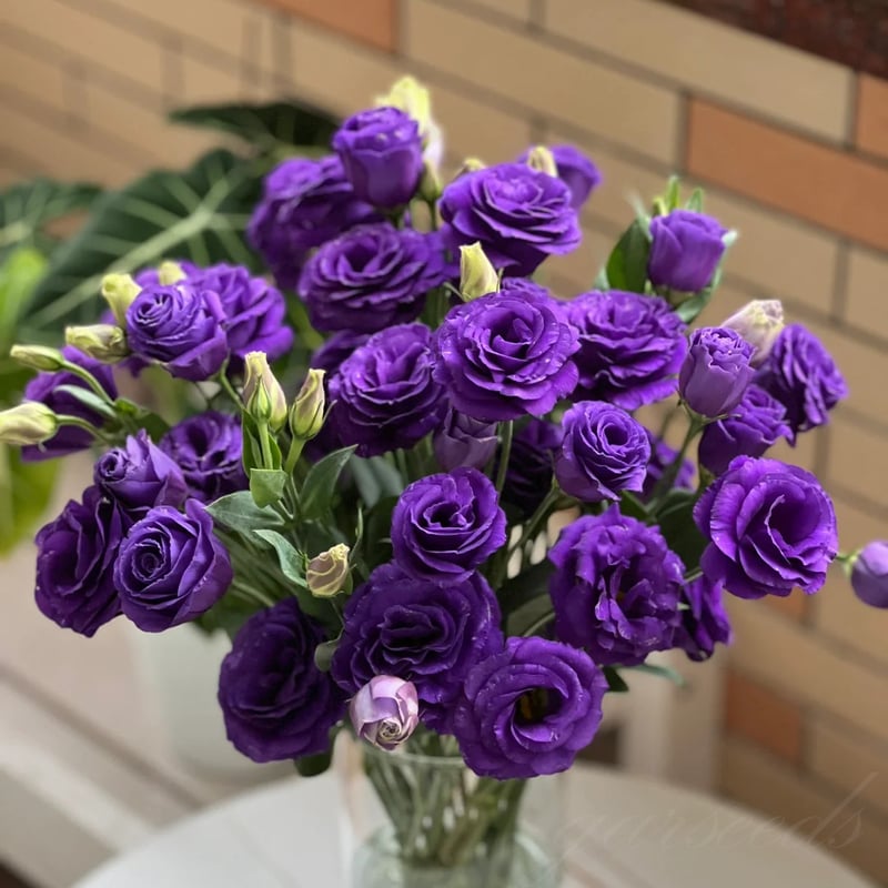 BloomHaven - Elegant Thornless Rose Seeds
