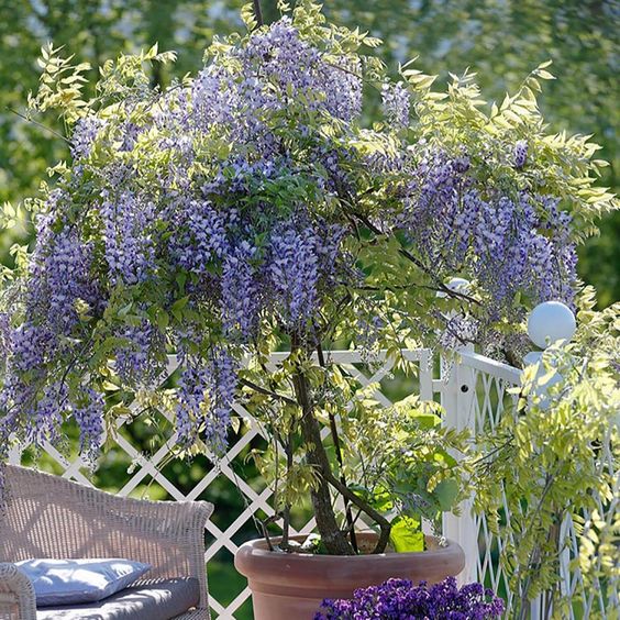 GraceVine – Wisteria’s Endless Floral Elegance