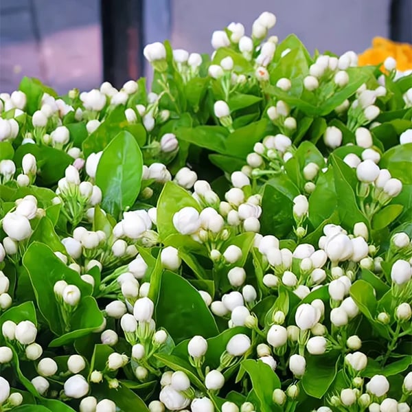 BloomJade – Premium Jasmine Seeds