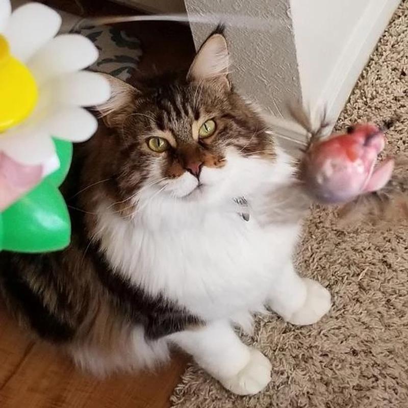 FeatherChase – Interactive Bird Cat Toy