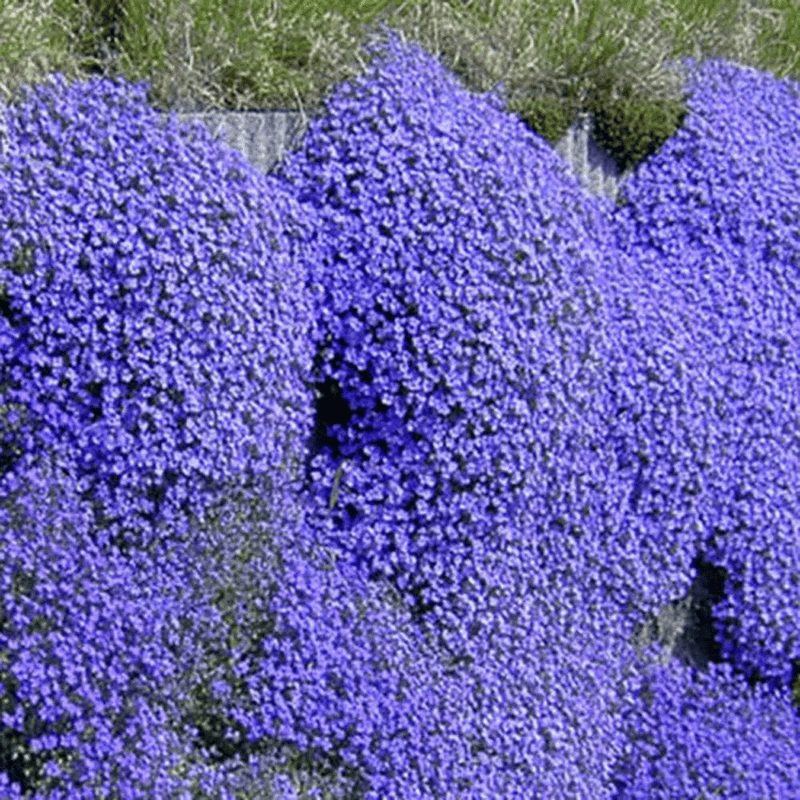 ThymeCreep – Optimal Ground Cover Seeds