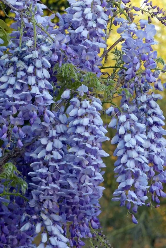 GraceVine – Wisteria’s Endless Floral Elegance