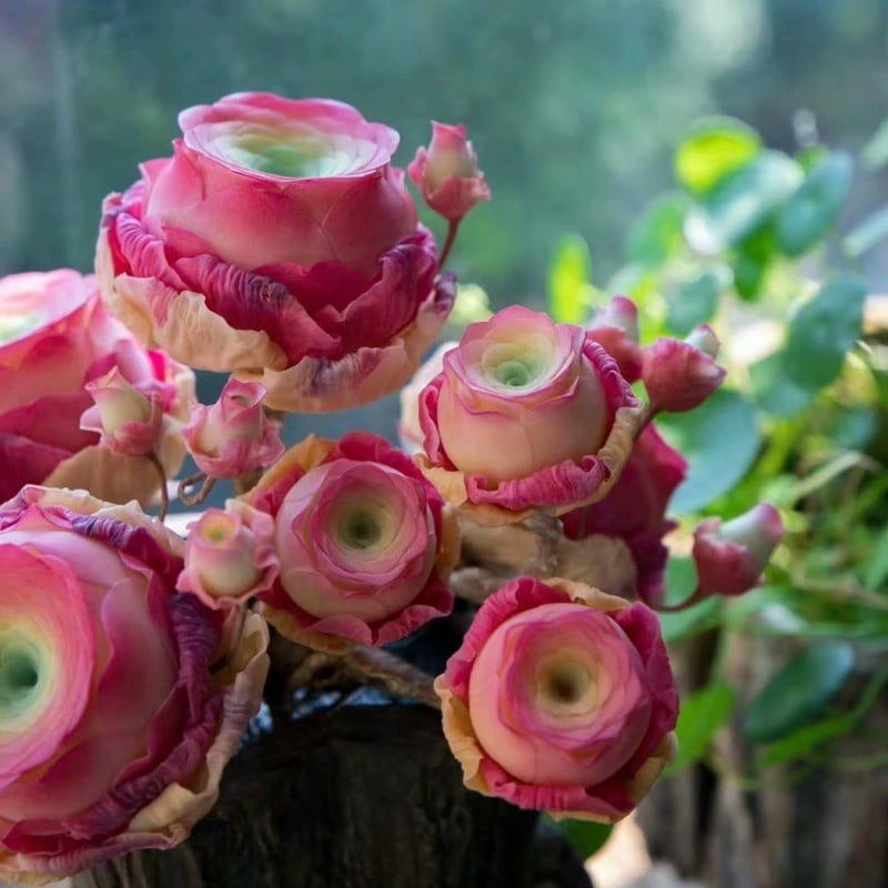 RoseGlow – Long-Lasting Shaving Beauty