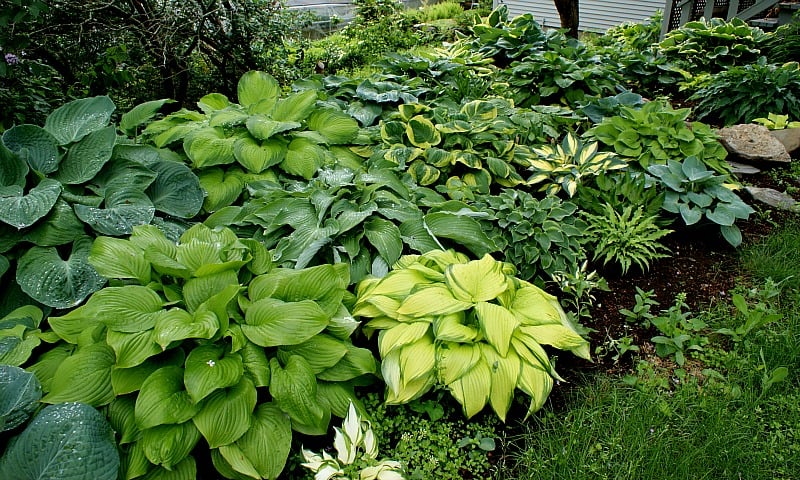 LushLeaf – Premium Hosta Garden Seeds