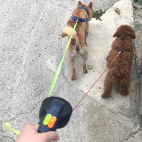 LumiPaw - 2 in 1 Leash