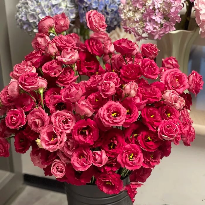 BloomHaven - Elegant Thornless Rose Seeds