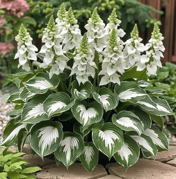 LushLeaf – Premium Hosta Garden Seeds