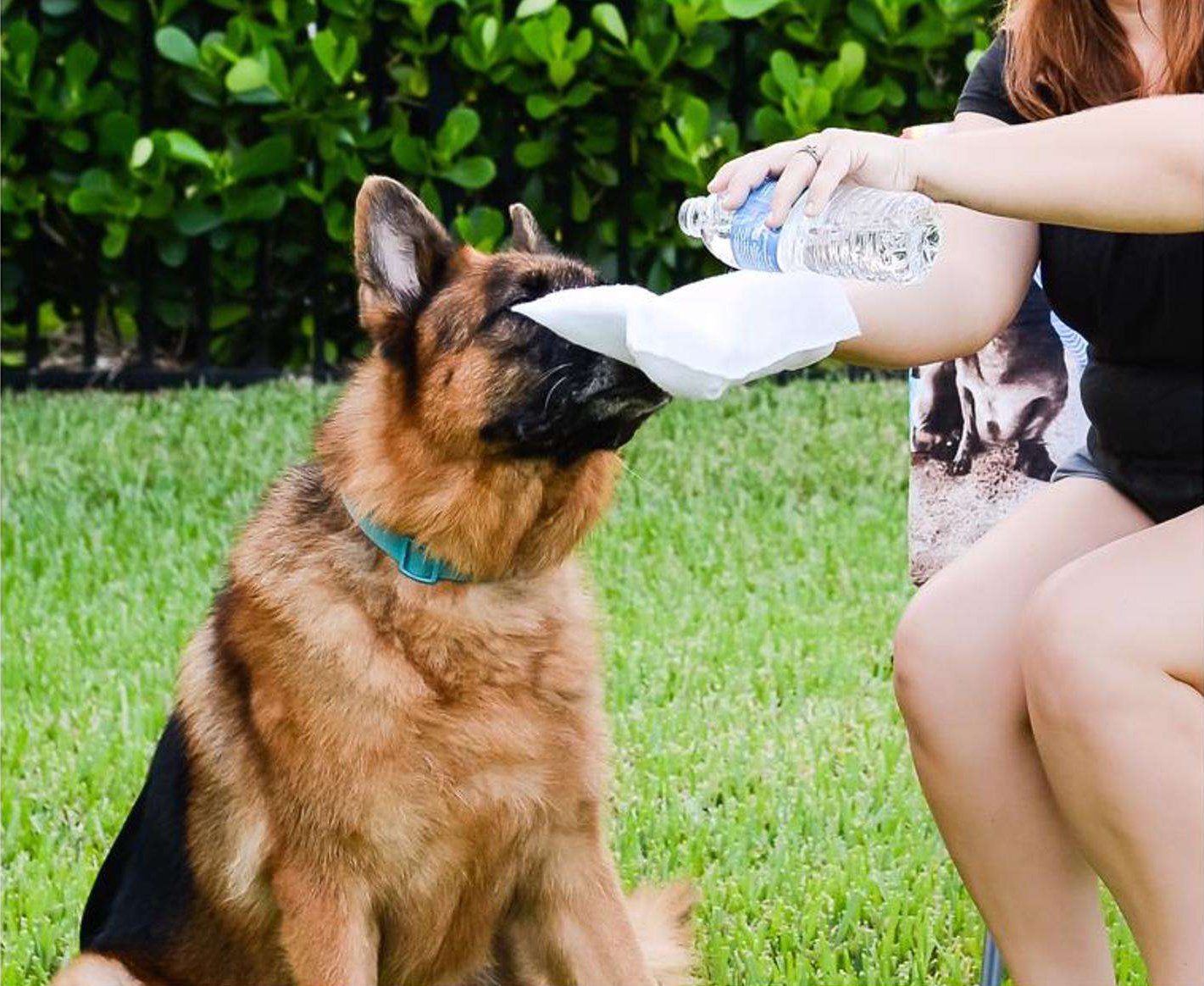 FurGlow – Hypoallergenic Pet Bath Wipes