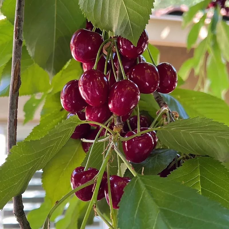 RubyHarvest – Rainier Cherry Fruit Seeds