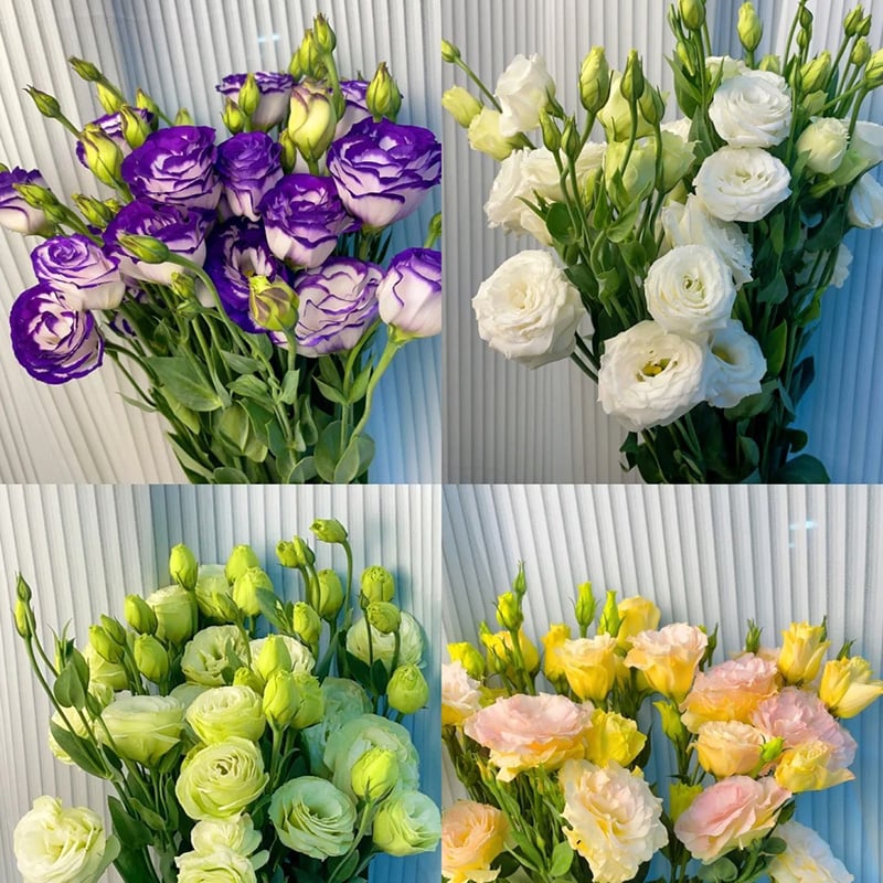BloomHaven - Elegant Thornless Rose Seeds