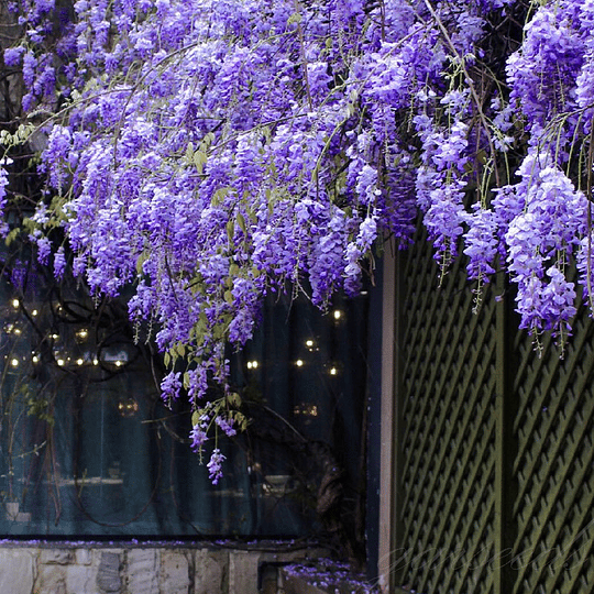 GraceVine – Wisteria’s Endless Floral Elegance