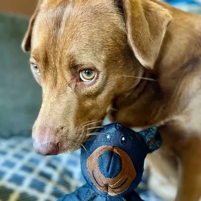 ToughBear – Durable Chew Toy for Aggressive Dogs