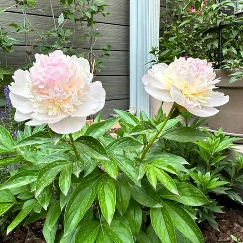 RoyalBloom - Luxurious Peony Flower Seeds | The Queen of Flowers