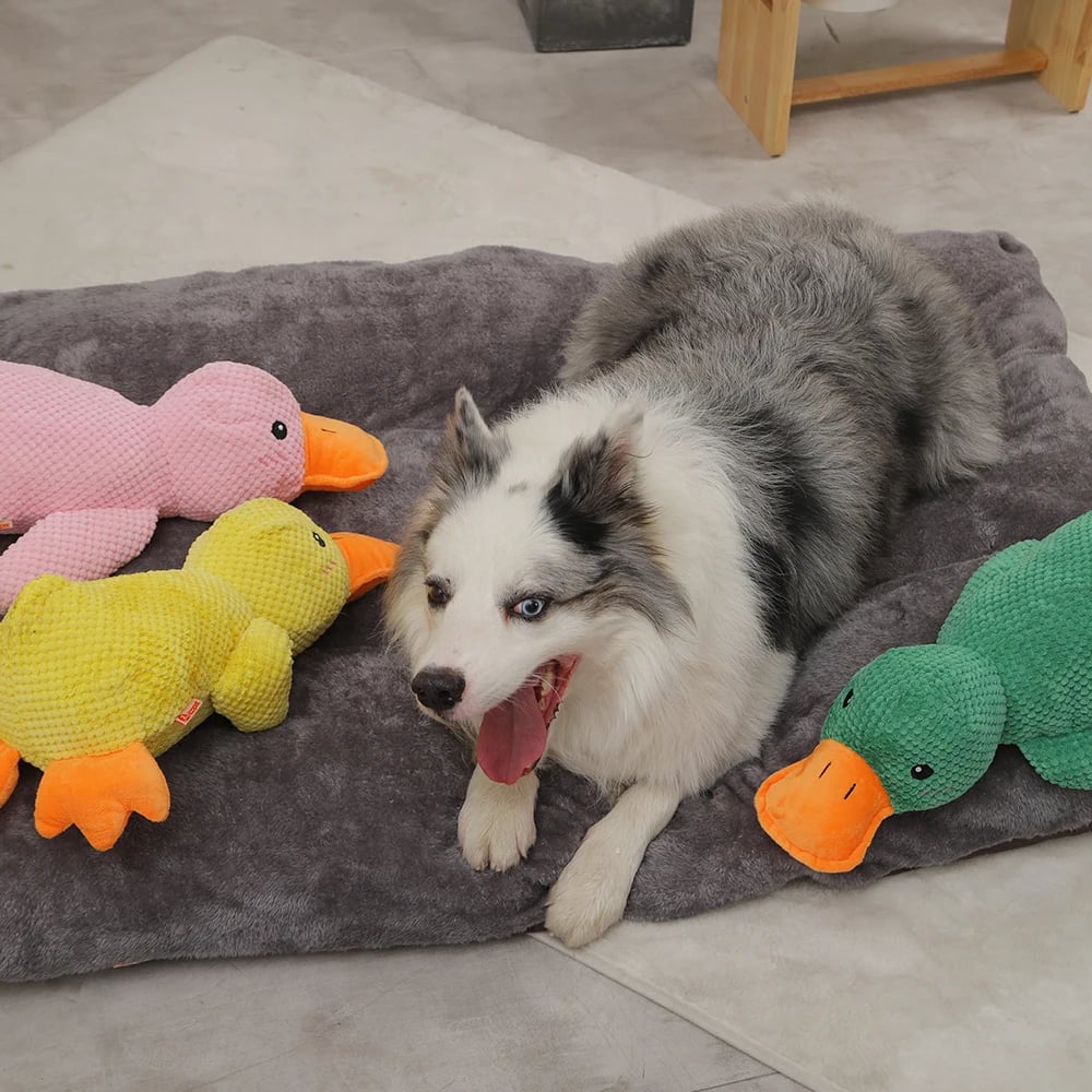 QuackBuddy - Fun Companion for Dogs