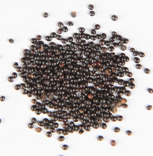 RoyalColeus – Super Giant Multicolor Leaf Seeds