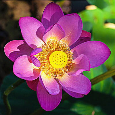 ZenBloom – Sacred Bonsai Lotus Bowl