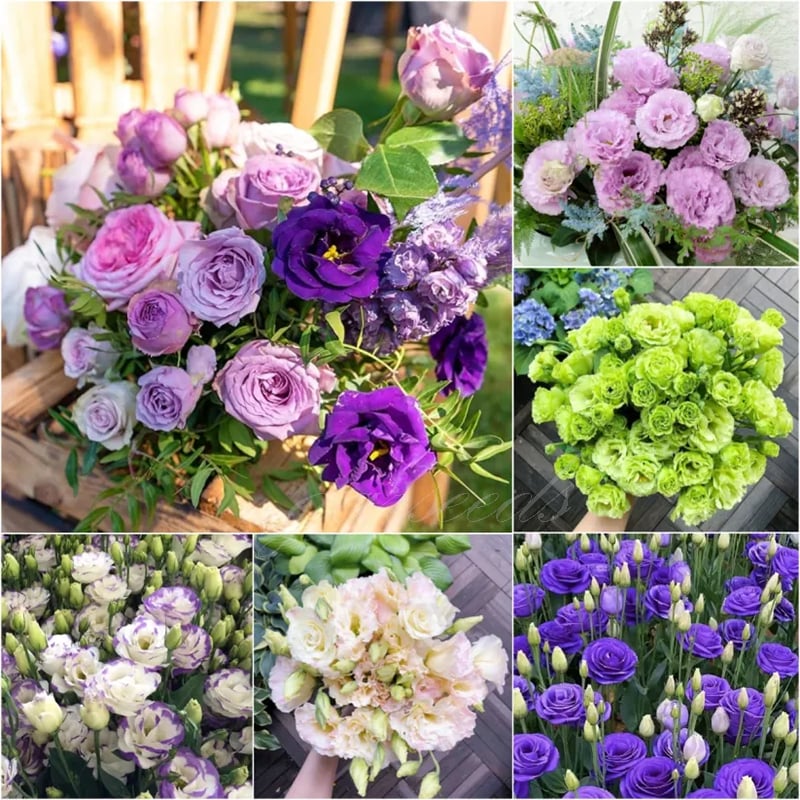 BloomHaven - Elegant Thornless Rose Seeds