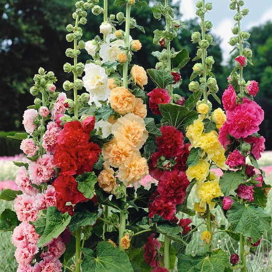 Pollinator’s Paradise - Cottage Garden Seeds