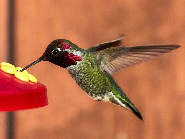 NatureSip – Wooden Hummingbird Feeder for Garden Lovers