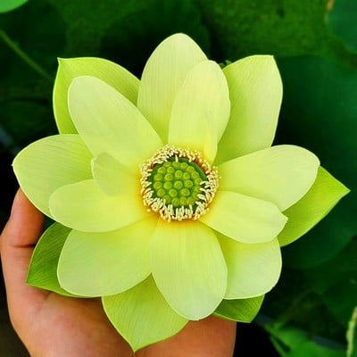 ZenBloom – Sacred Bonsai Lotus Bowl