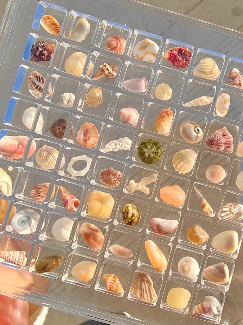 AquaFrame – Acrylic Display Case for Seashell Treasures