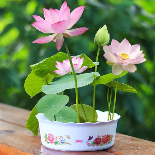 ZenBloom – Sacred Bonsai Lotus Bowl