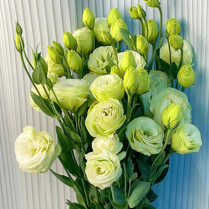 BloomHaven - Elegant Thornless Rose Seeds