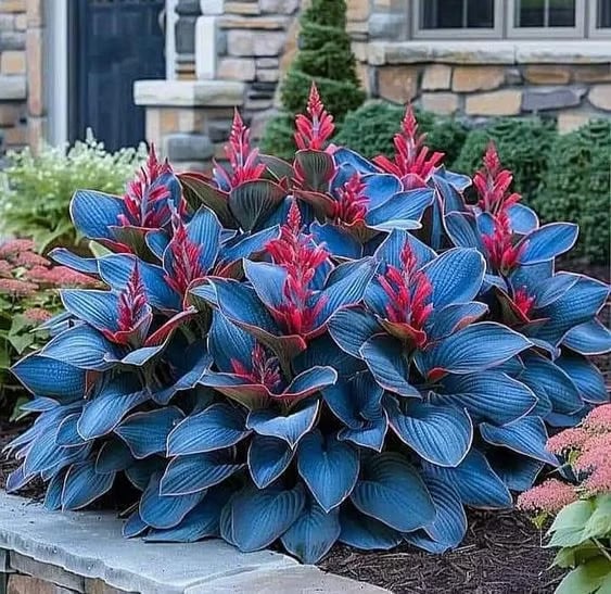 ChicFoliage - Colorful Coleus Seeds for Garden Highlights