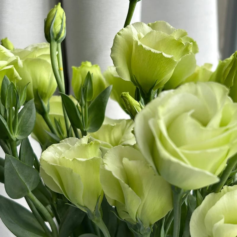 BloomHaven - Elegant Thornless Rose Seeds