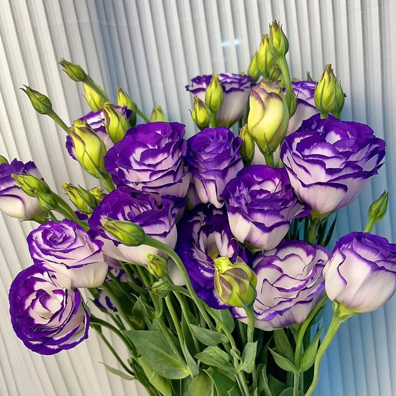 BloomHaven - Elegant Thornless Rose Seeds