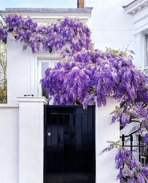 GraceVine – Wisteria’s Endless Floral Elegance