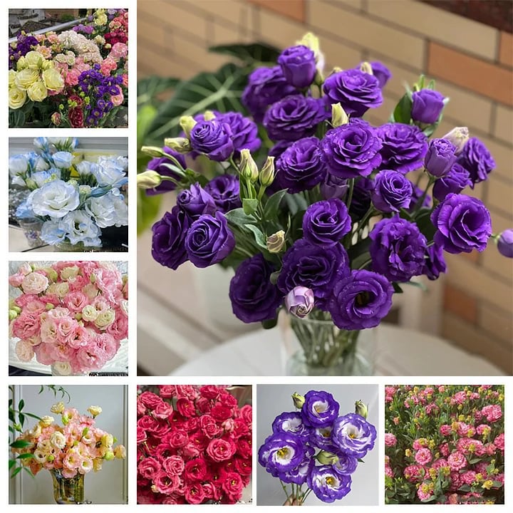BloomHaven - Elegant Thornless Rose Seeds