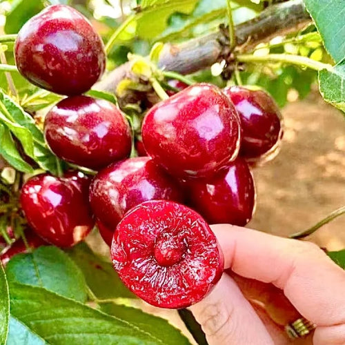 RubyHarvest – Rainier Cherry Fruit Seeds