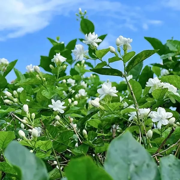 BloomJade – Premium Jasmine Seeds