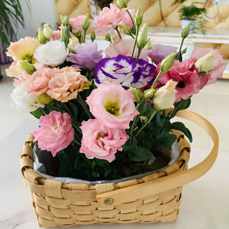 BloomHaven - Elegant Thornless Rose Seeds