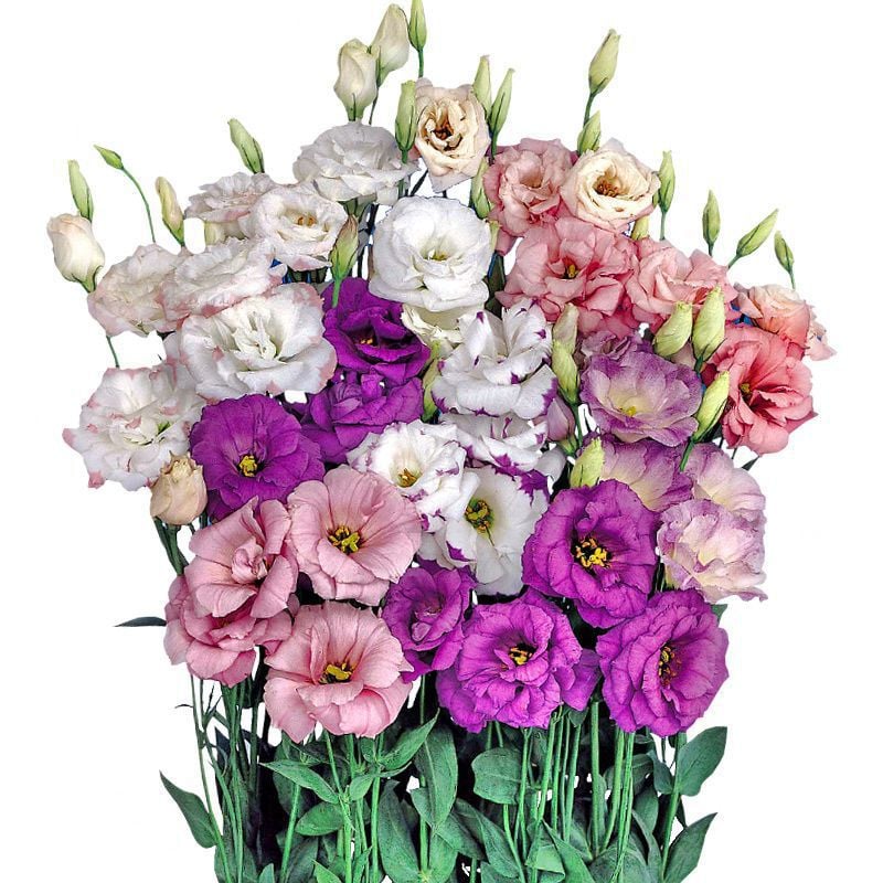BloomHaven - Elegant Thornless Rose Seeds