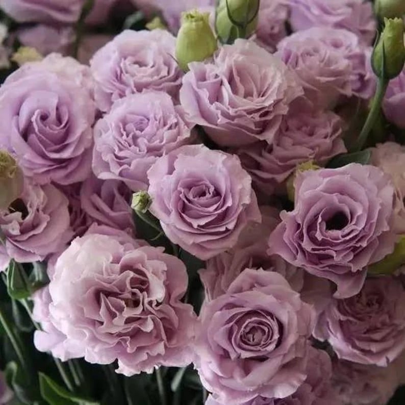 BloomHaven - Elegant Thornless Rose Seeds