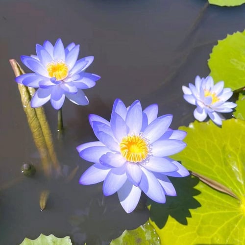 ZenBloom – Sacred Bonsai Lotus Bowl