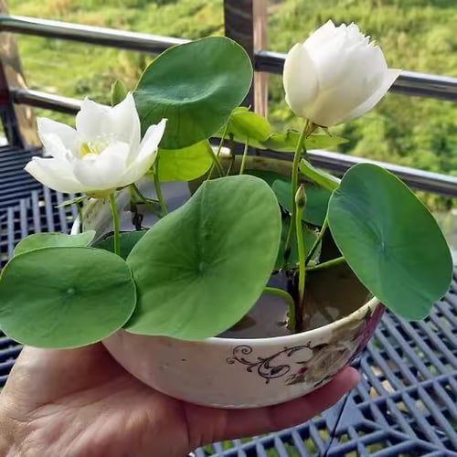 ZenBloom – Sacred Bonsai Lotus Bowl