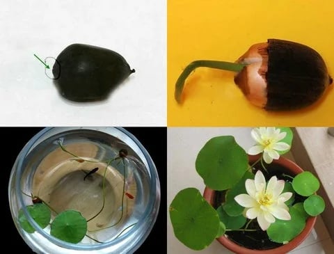 ZenBloom – Sacred Bonsai Lotus Bowl