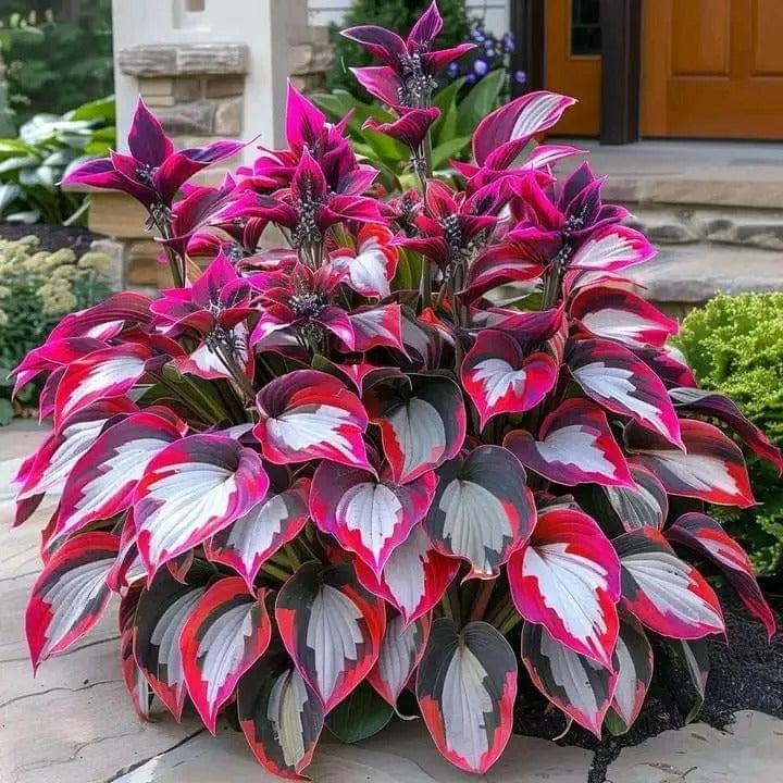 VerdantHaven - Shade-Loving Hosta Seeds