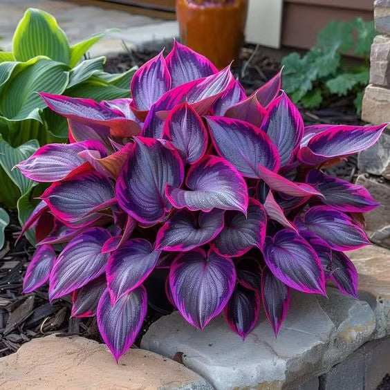 ChicFoliage - Colorful Coleus Seeds for Garden Highlights