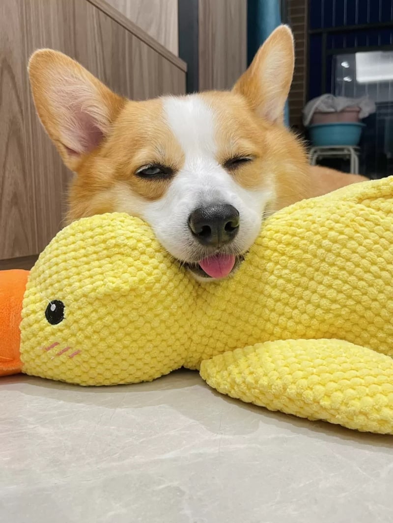 QuackBuddy - Fun Companion for Dogs