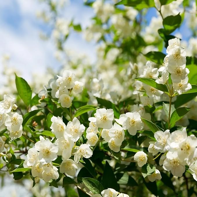 BloomJade – Premium Jasmine Seeds
