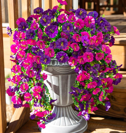 FleurVibe - Year-Round Vibrant Morning Glory Display